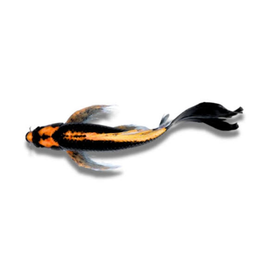 Koi Slayer Grade A Ekor Dayung Super Panjang Size 25Cm