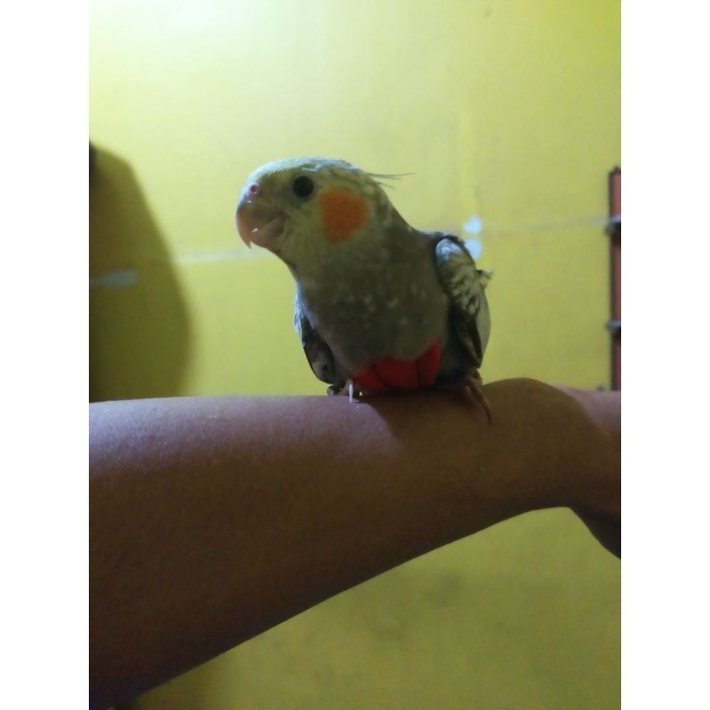 PARKIT AUSTRALIA FALK JINAK TOTAL SKILL FTM DAN BOOMERANG FREE FLY