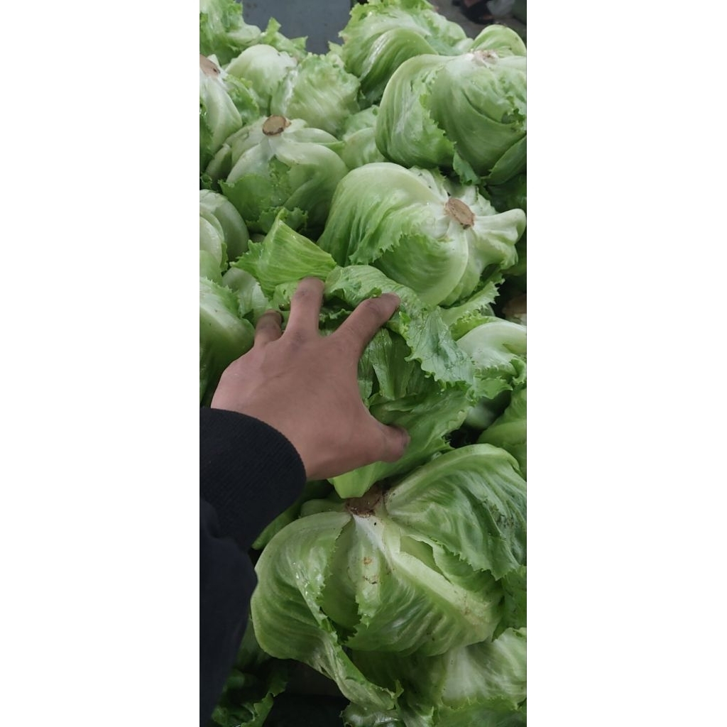 letus 500gr / 1kg | Sayur Organik Langsung dari Petani