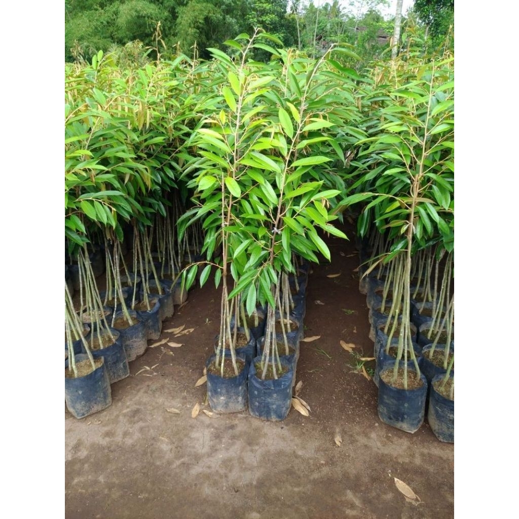 Bibit durian musang king, asli okulasi