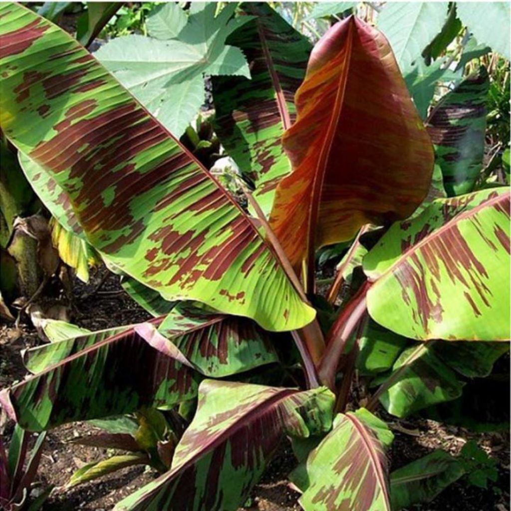 bibit pisang merah sumatra