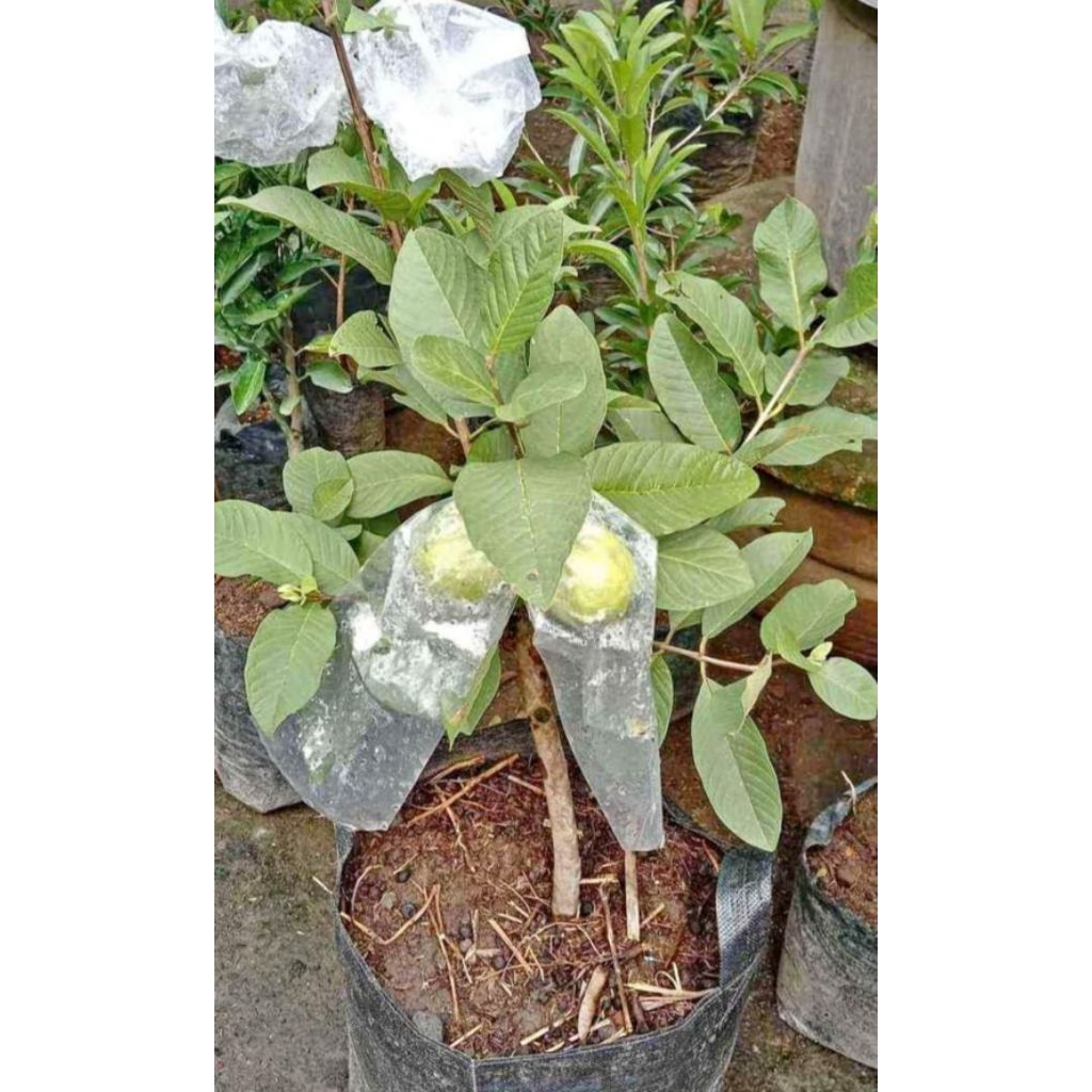 Jambu kristal cangkokan sudah berbuah