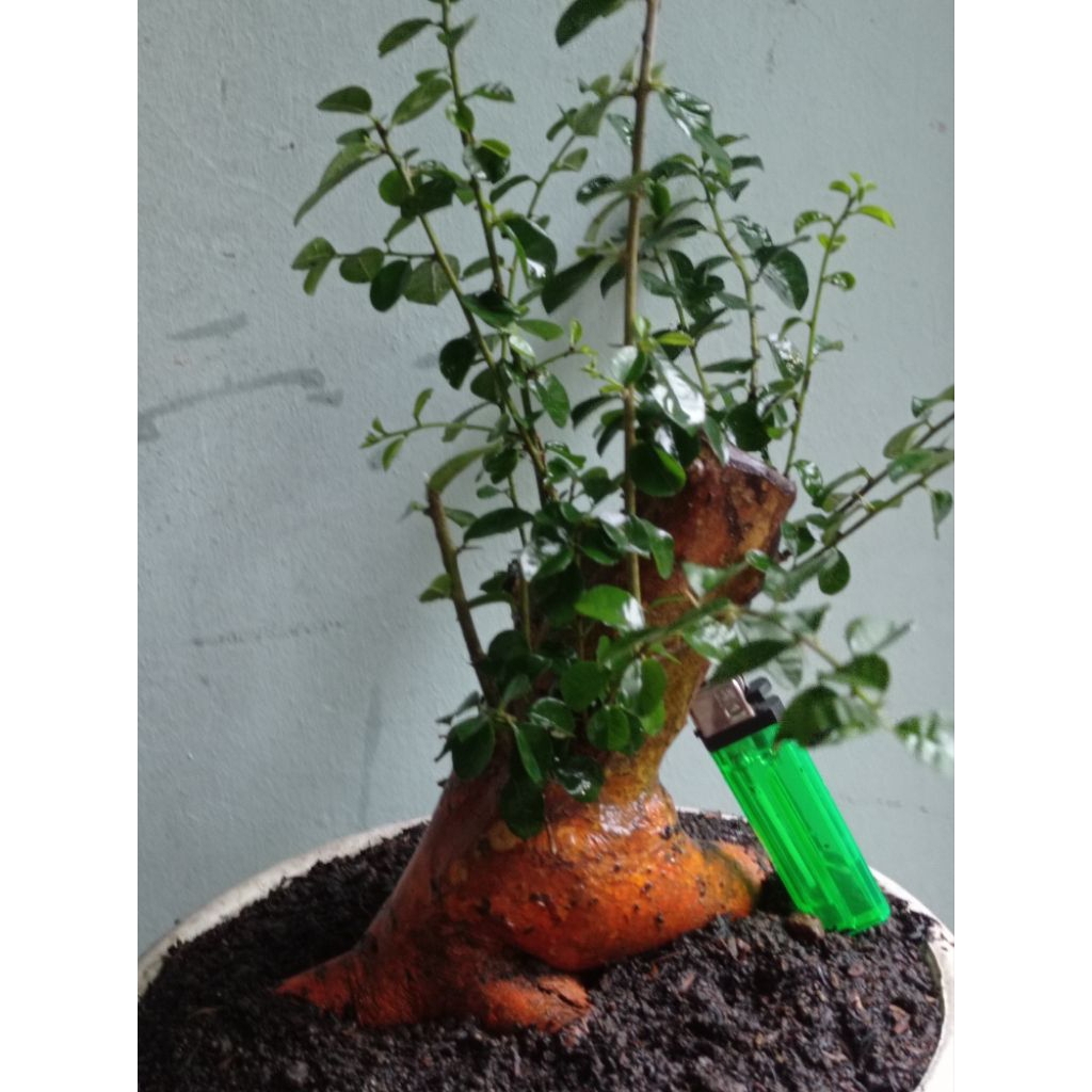 bahan bonsai sisir kaliage realpict