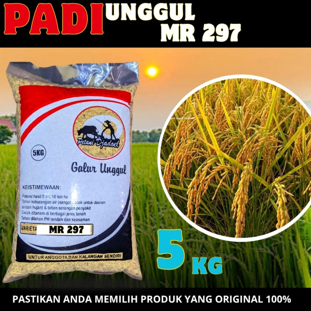 Bibit Benih Padi Mr 219 Original 5kg