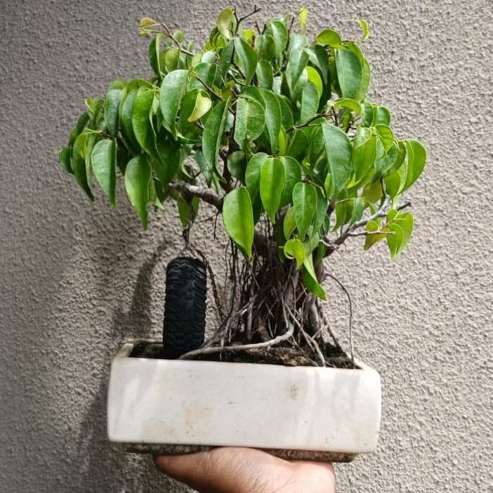 Bonsai Beringin Arjuna