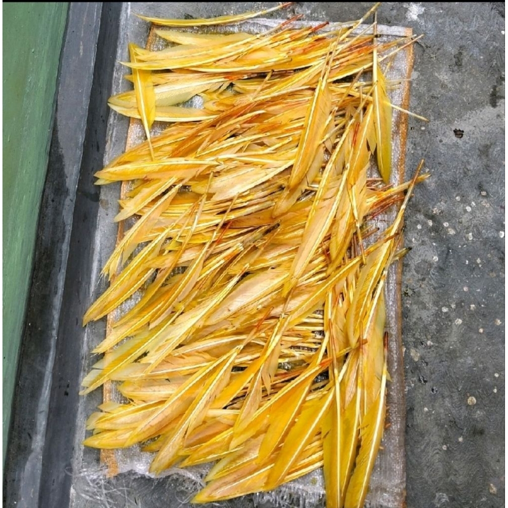 50 helai bulu entok utuh untuk vanes arrow