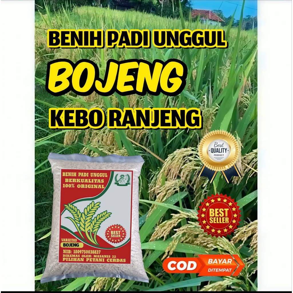 BENIH PADI UNGGUL BOJENG KEBO RANJENG SUPER BERKUALITAS UNGGULAN TAHAN HAMA PRODUKSI TINGGI COD 1KG