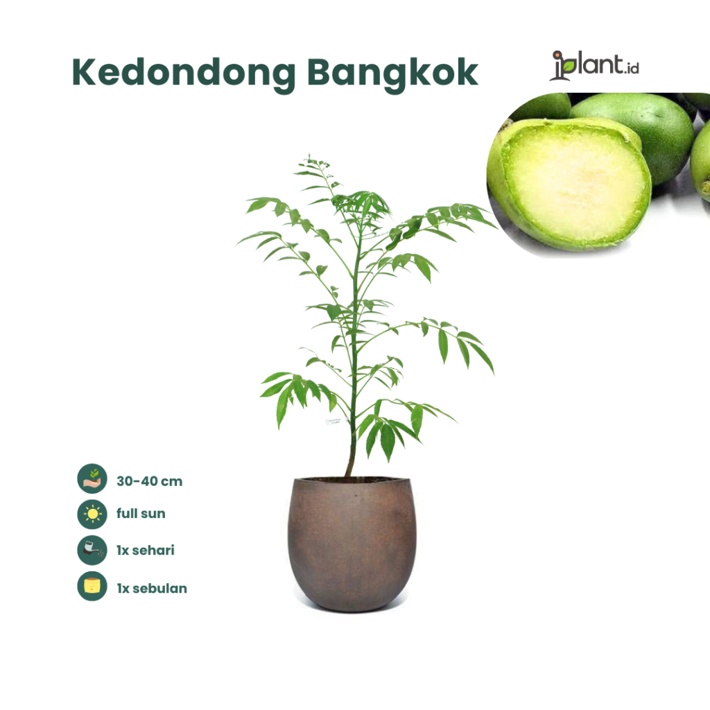 Kedondong Bangkok