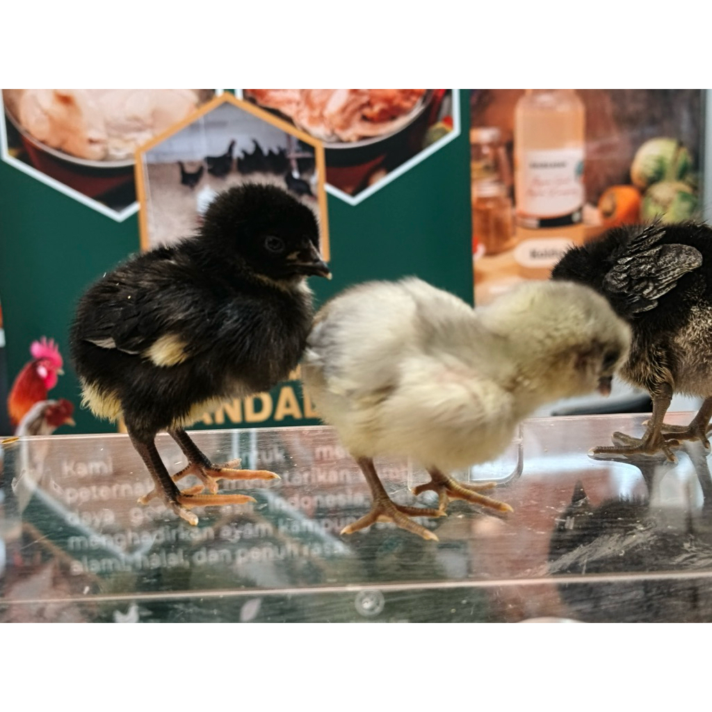 DOC Anak Ayam Kampung Unggul KUB