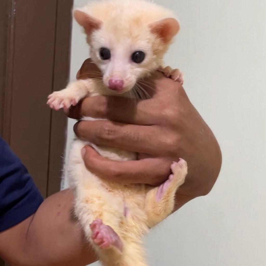 Musang pandan leucistic