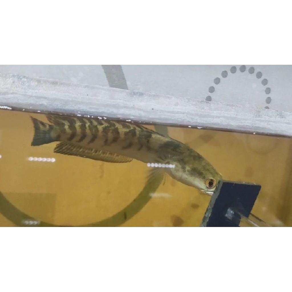 chana maru ys -+16cm