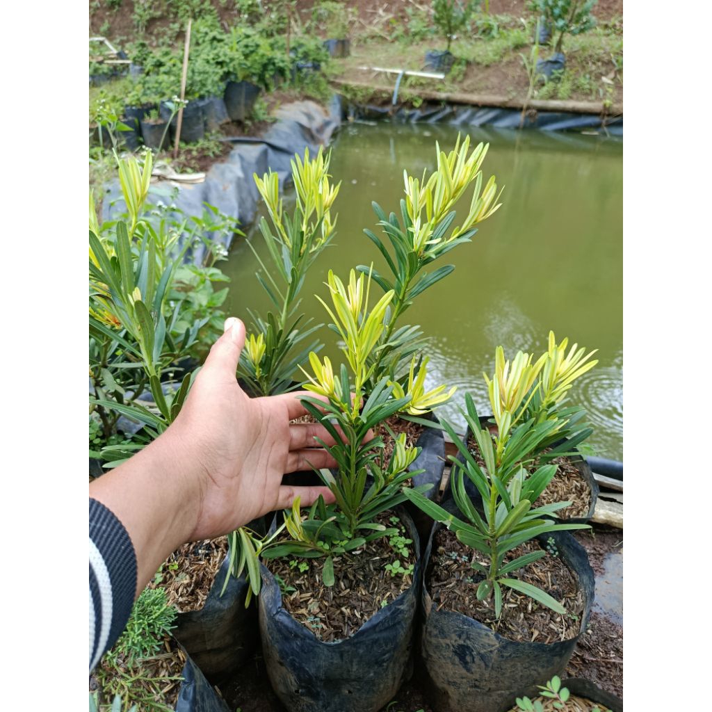 lohansung yellow pucuk kuning