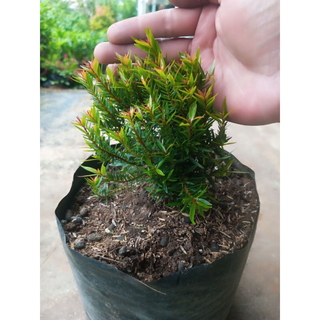 Bibit Tanaman Hias Pucuk Merah Micro Mini