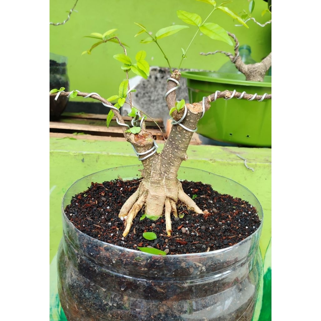 bonsai anting putri prokar