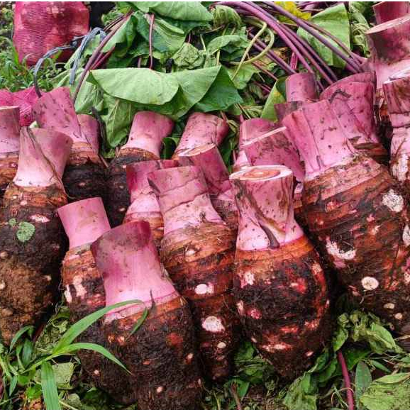 talas unggu bogor - talas pratama 3 - talas bogor - talas ketan 1 kg