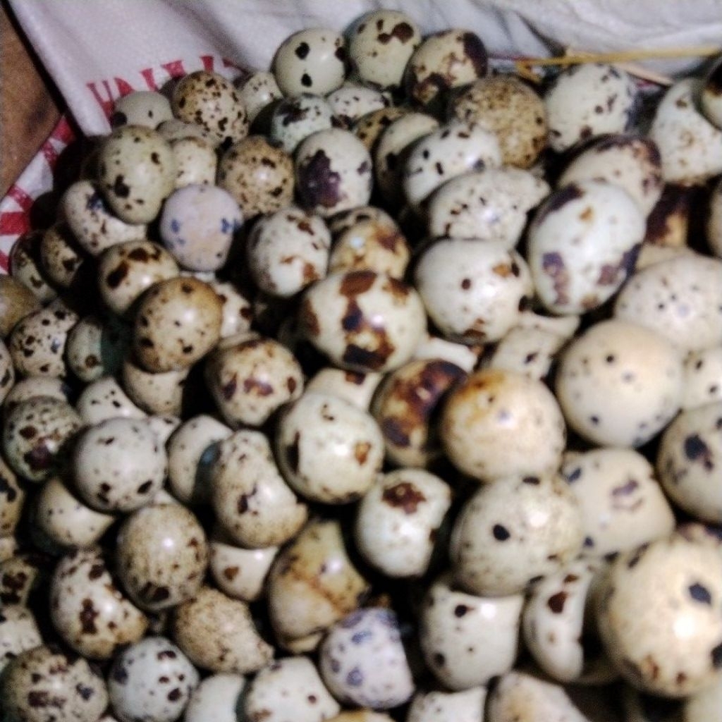 telur puyuh fress kandang 500 gr