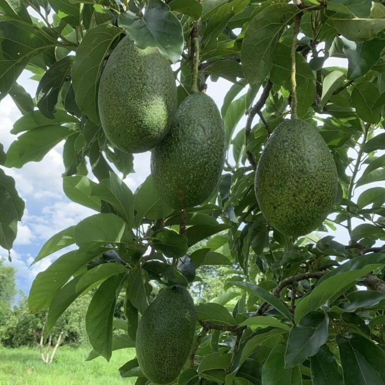 entres alpukat cuba / pucuk tunas alpukat cuba