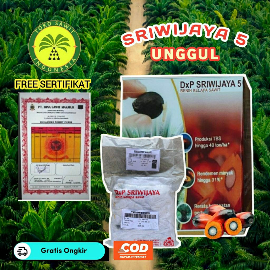 Bibit Sawit Sriwijaya 5 Bersertifikat Unggul Berkualitas