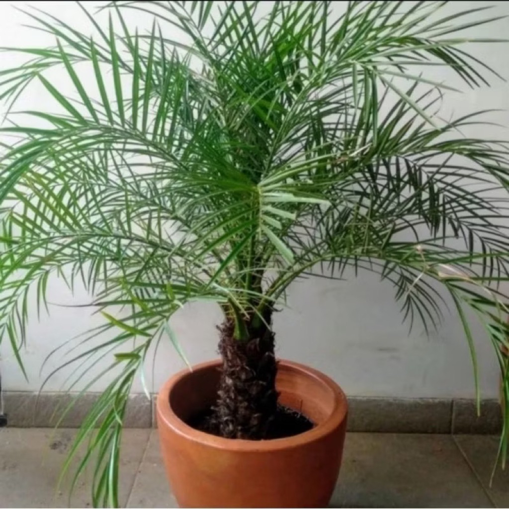 Palem Phoenix - Tanaman Hias Palem Phoenix Tinggi 40-70 cm - Palem Phoenix Outdoor - Palm Phoenix - 