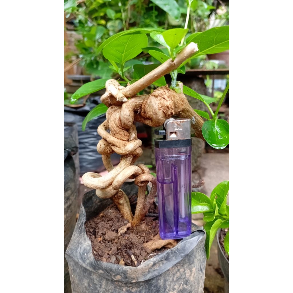 bahan bonsai sancang mame