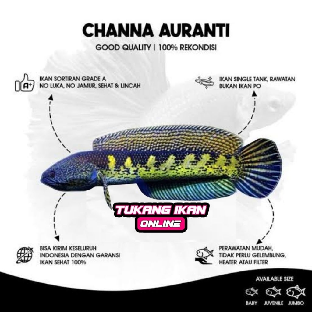 Cairan Auranti murah berkualitas | Auranti all size