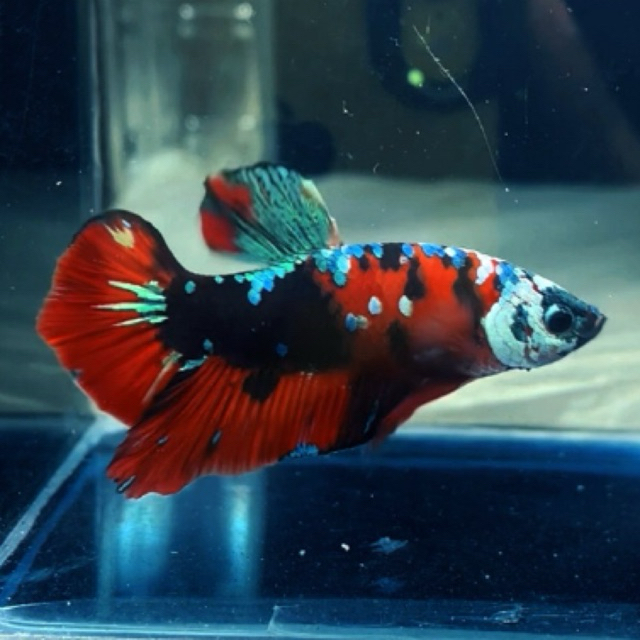 hiasan akuarium cupang giant red koi super