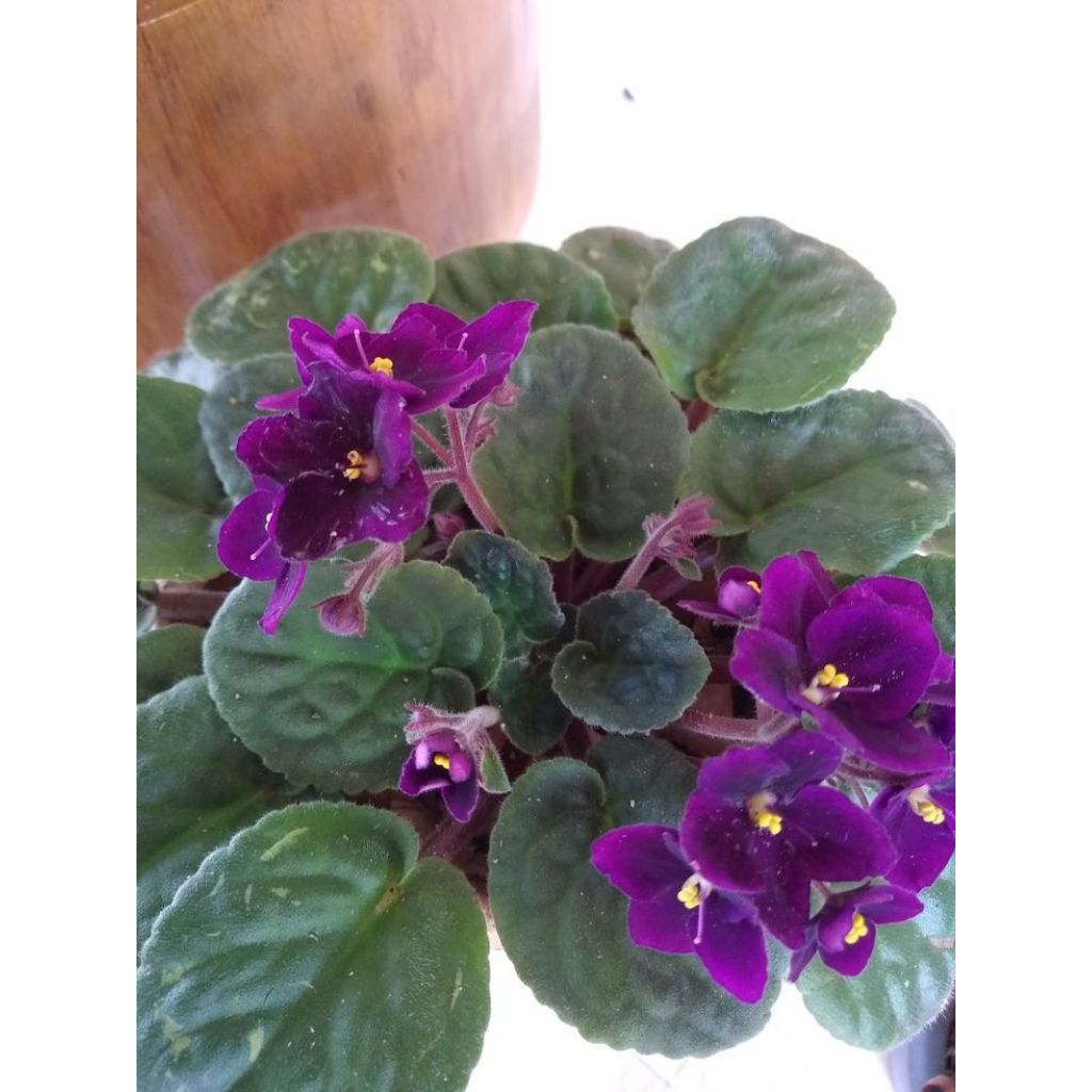 Tanaman Violet Afrika (Saintpaulia ionantha).