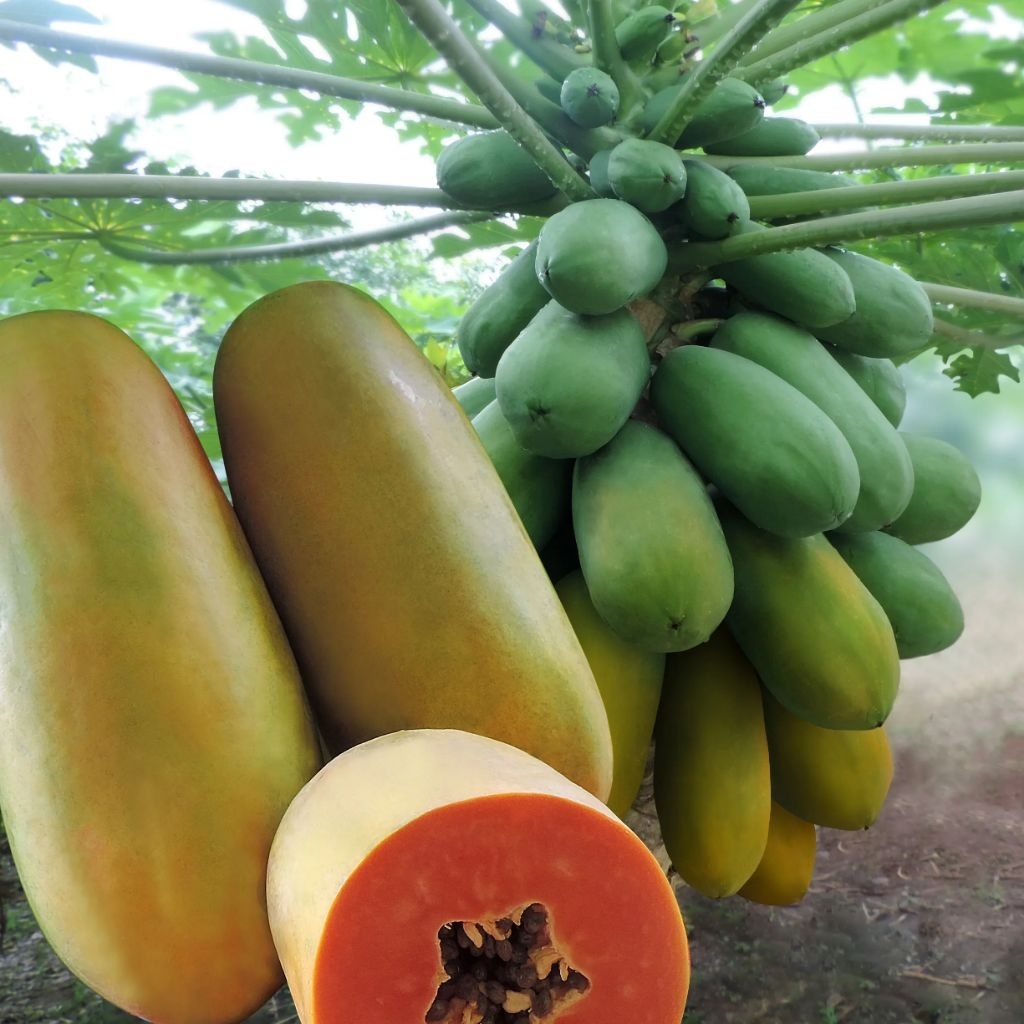 20 biji benih buah pepaya merah delima