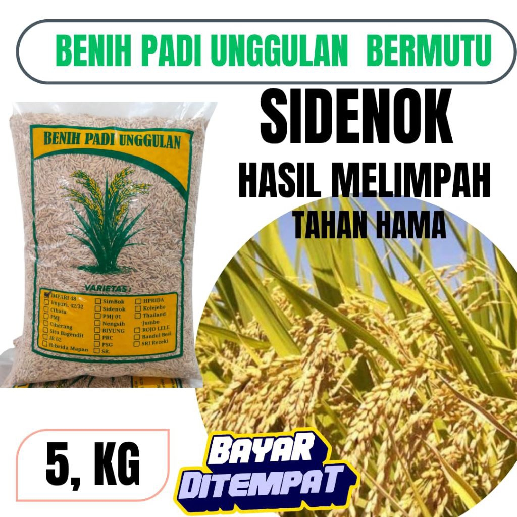 BENIH PADI UNGGUL BERKUALITAS SIDEN0K 5.KG