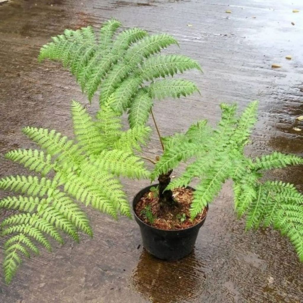 BIBIT TANAMAN PAKIS MONYET - POHON PAKIS - PAKIS MONYET