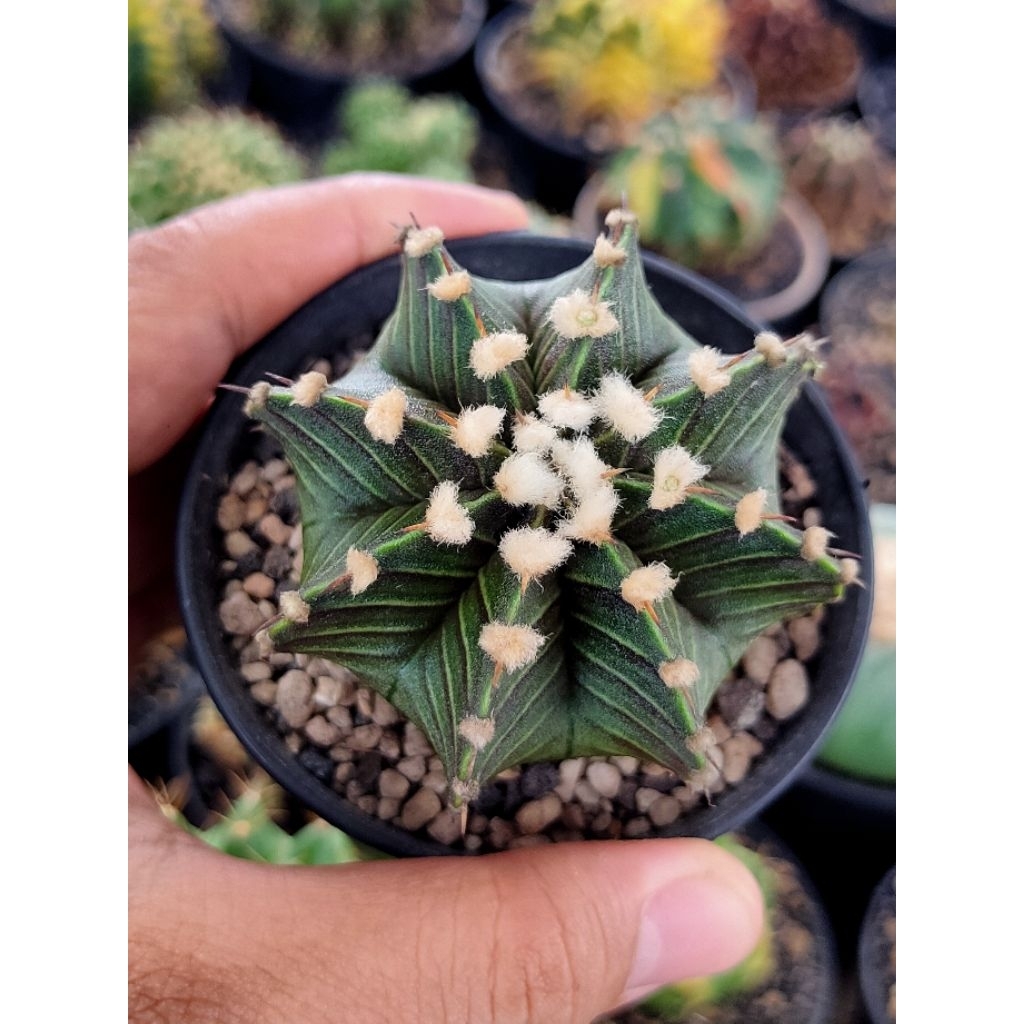 LB VOS 1241 FLUFFY DI POT 8CM OWNROOT//KAKTUS LUCU//KAKTUS IMPORT//KAKTUS HIAS//KAKTUS MINI//KAKTUS 