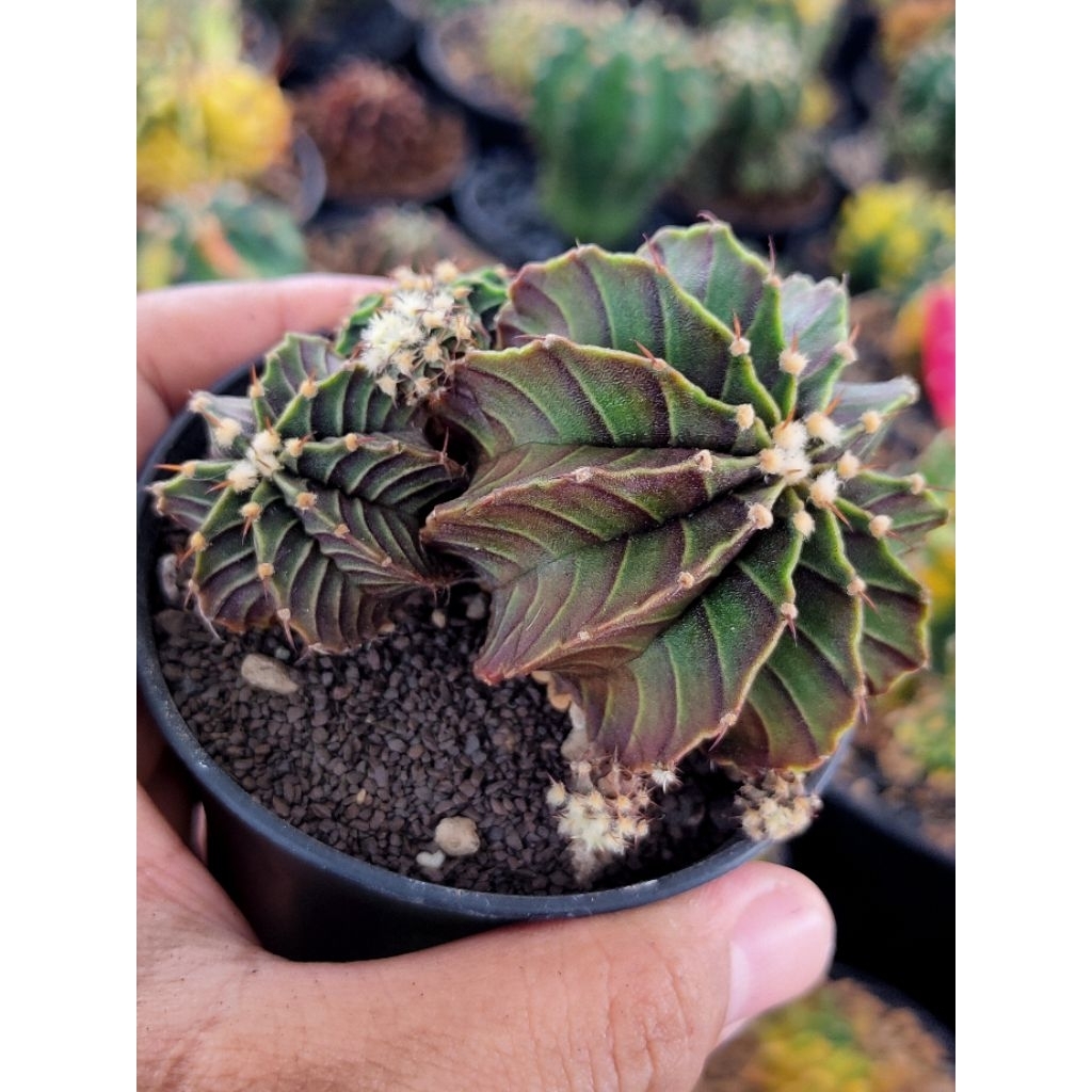 LB VOS 1241 CLUSTER SEEDLING//KAKTUS HIDUP//KAKTUS MINI//KAKTUS UNIK//KAKTUS LUCU//KAKTUS MURAH//KAK