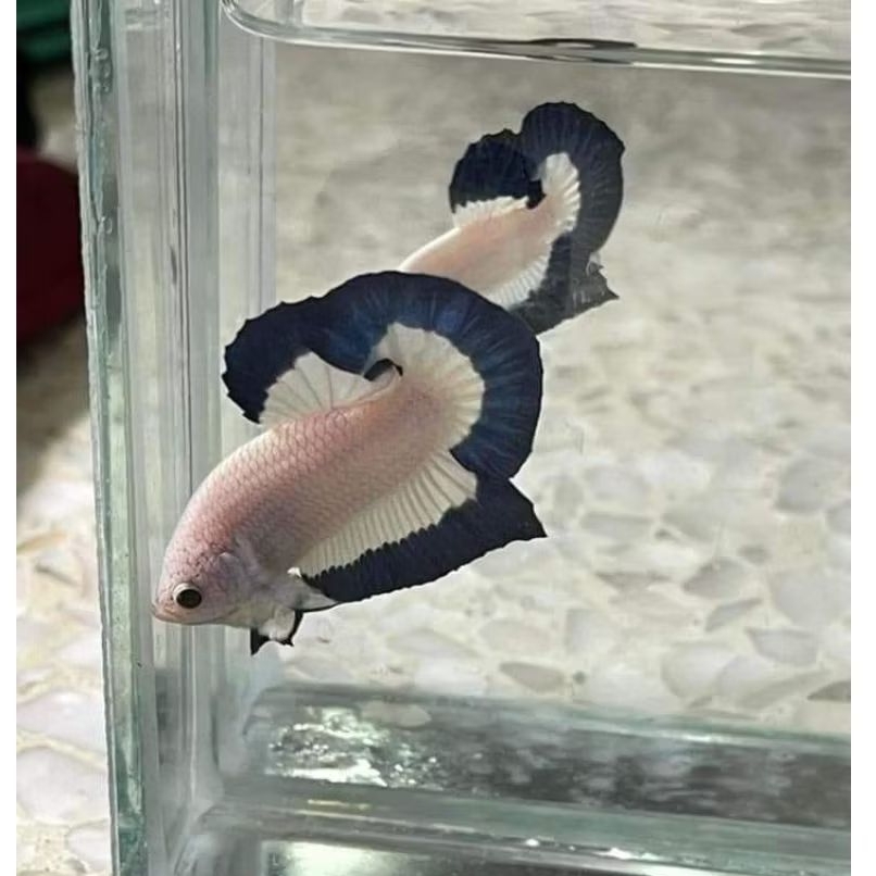 Plakat Male BLUERIM Butterfly Clinbody / PK BlueRim