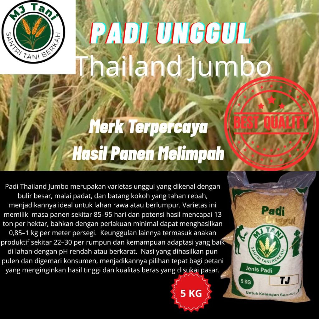 Bibit padi unggul thailand jumbo kemasan 5kg