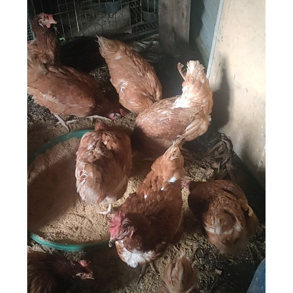 ayam petelur siap bertelur