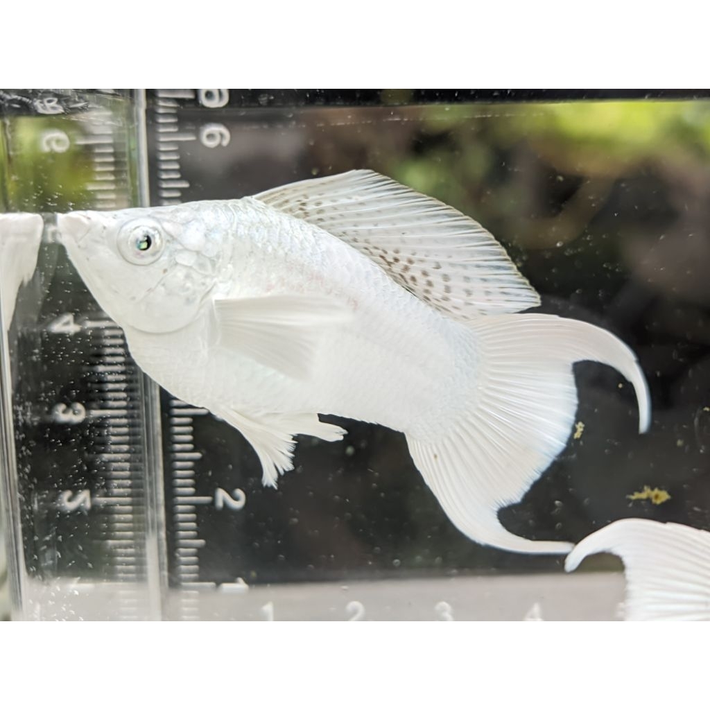 molly platinum sailfine lyretail aksesoris aquarium