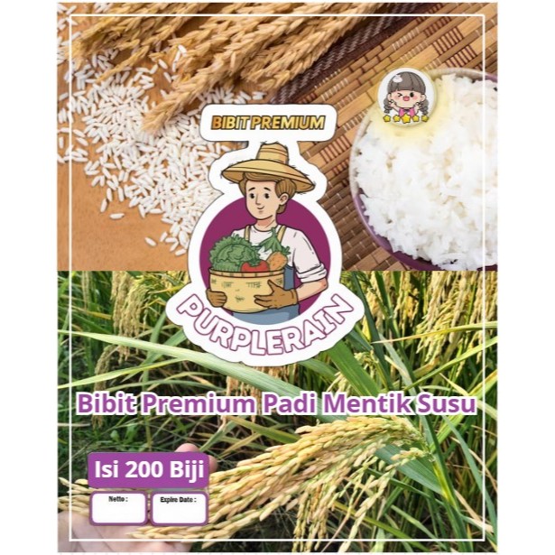 Bibit Premium Padi Mentik Susu | Biji Benih Padi Mentik Wangi Susu | Padi Mentik Susu
