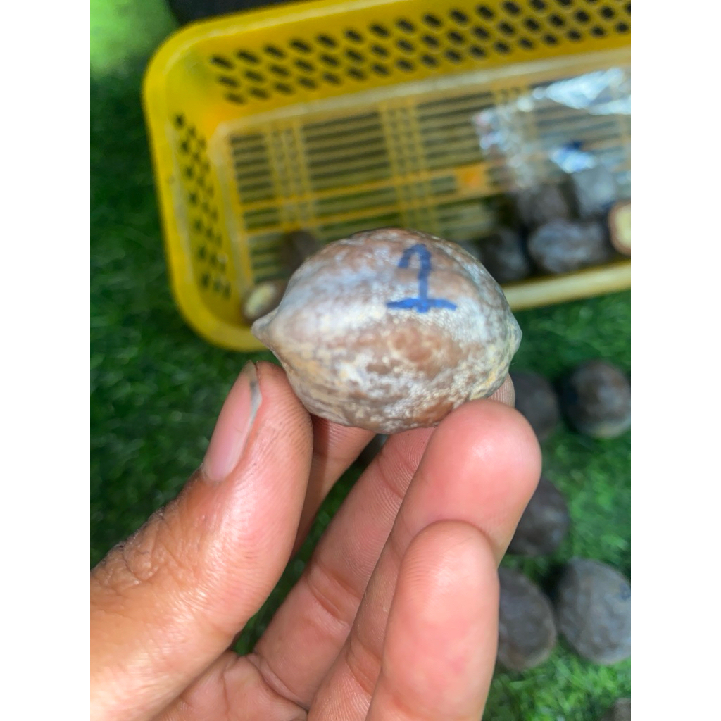 muncang adu jalim super