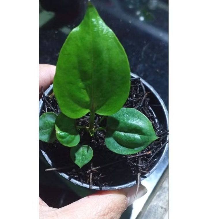 anturium hukeri black