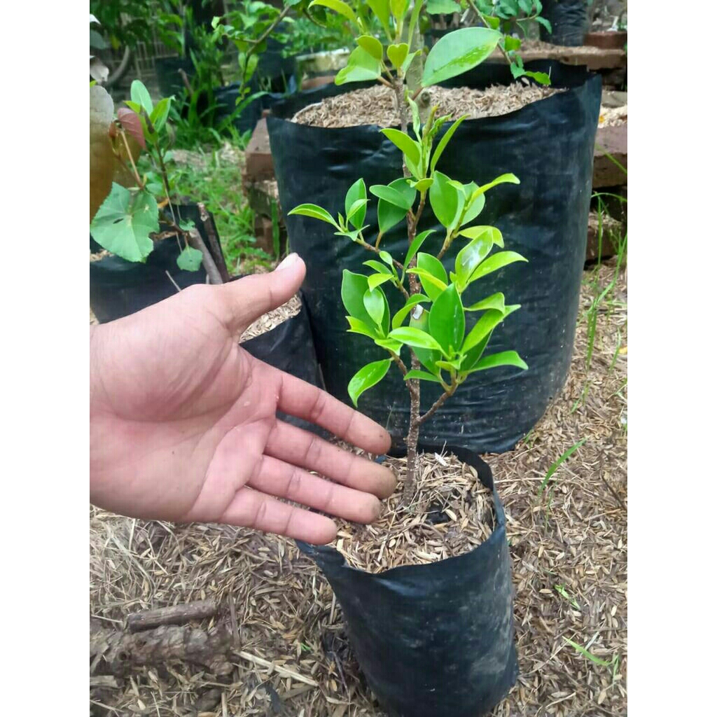 kimeng bibit bonsai paket 5 pohon