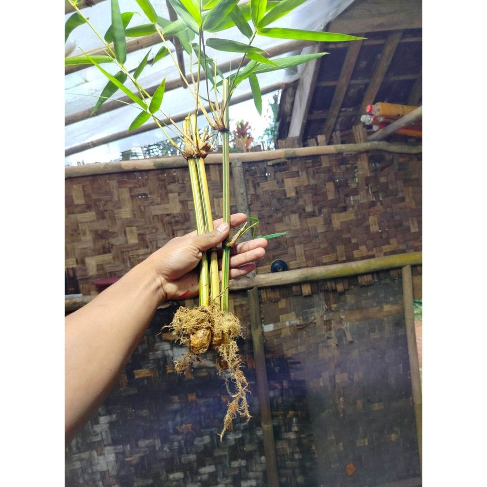 Bambu Kuning asli tanaman hias stek bambu kuning
