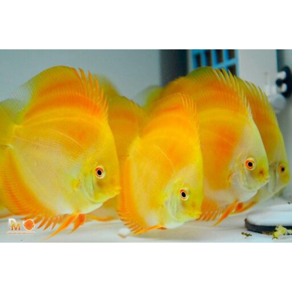 DISCUS GOLDEN YELLOW LUAR PULAU CHAT ADMIN