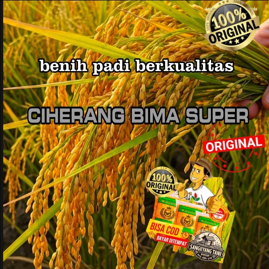 BENIH BIBIT PADI 1KG CIHERANG BIMA SUPER