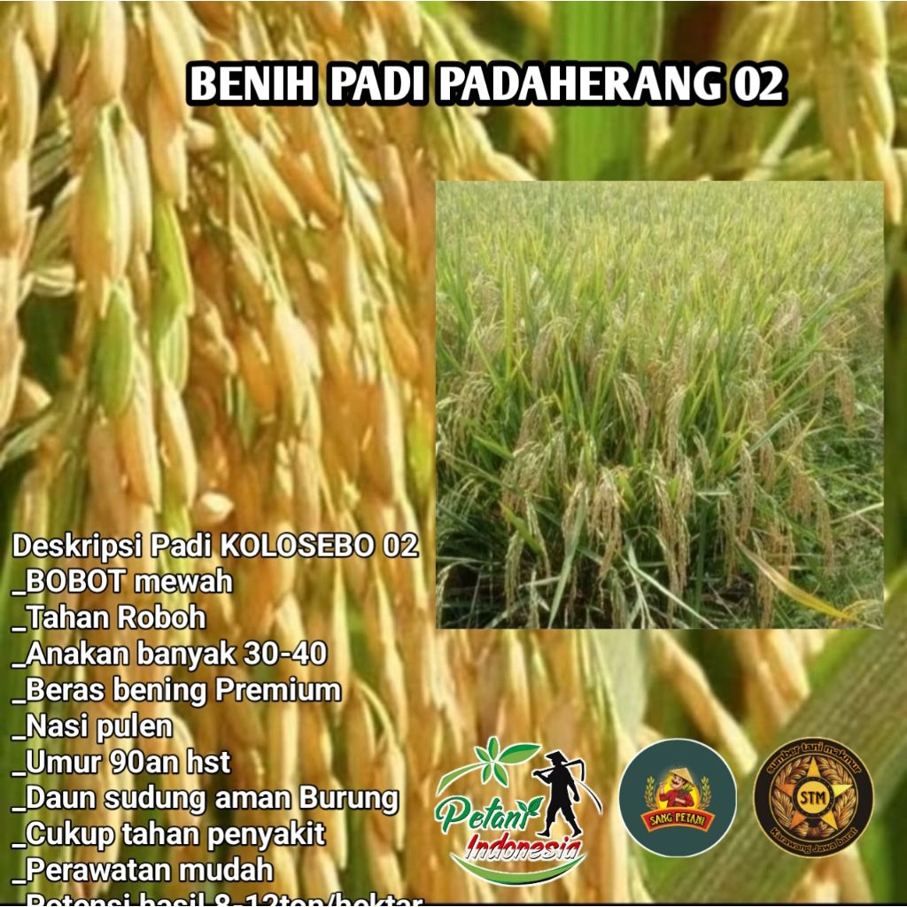 (1Kg)Benih Padi Unggul PADAHERANG02 Original premium