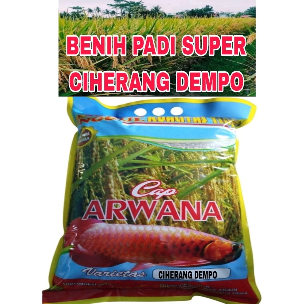 5KG BENIH PADI CIHERANG DEMPO SUPER LABEL PUTIH ORIGINAL BERKWALITAS GENJAH