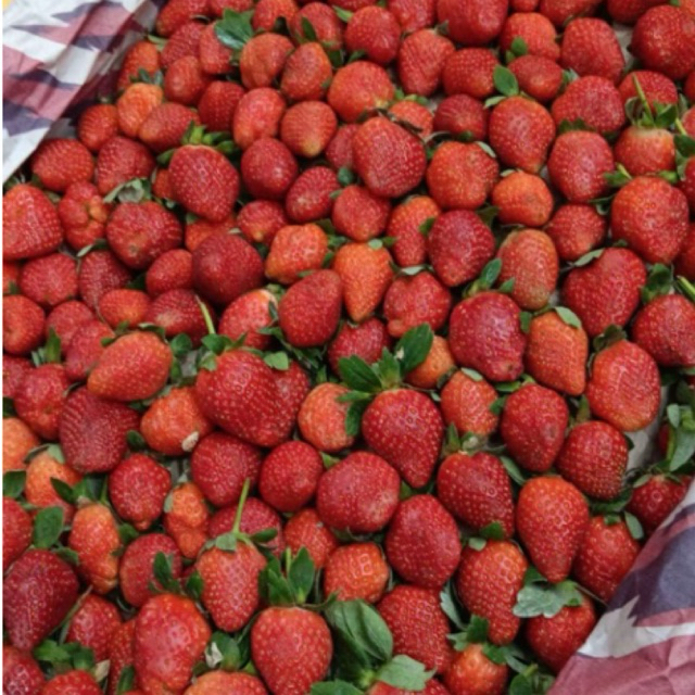 (KHUSUS PENGIRIMAN INSTANT/SAMEDAY)Buah Strawberry Kelly Bandung 1KG /STOBERI 1KG MURAH/ Stroberi Fr
