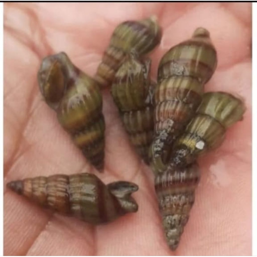 Keong Hias Air Tawar Jenis Ahsasin  Hiasan Akuarium