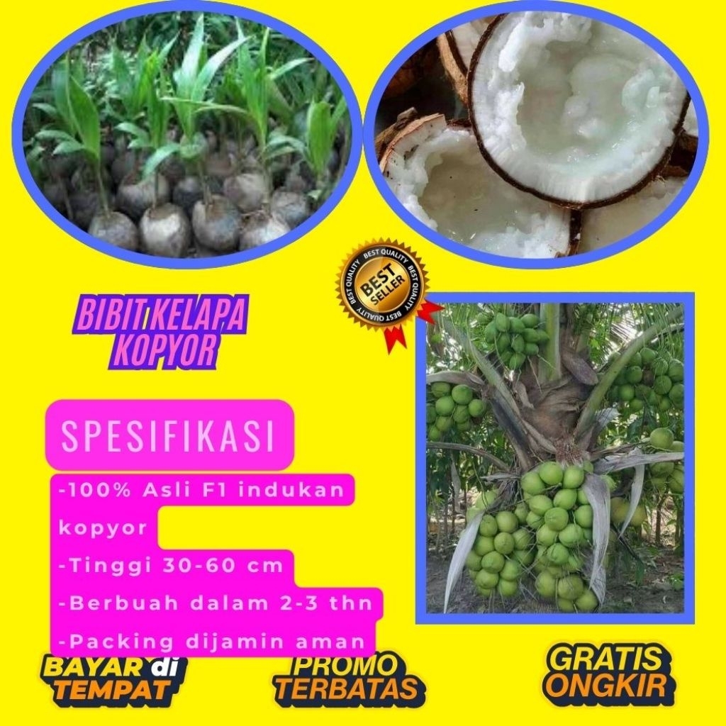 POHON PENDEK  Bibit Kelapa Kopyor Harga, Bibit Kelapa Kopyor Jelly, Bibit Kelapa Kopyor Jelly Thaila
