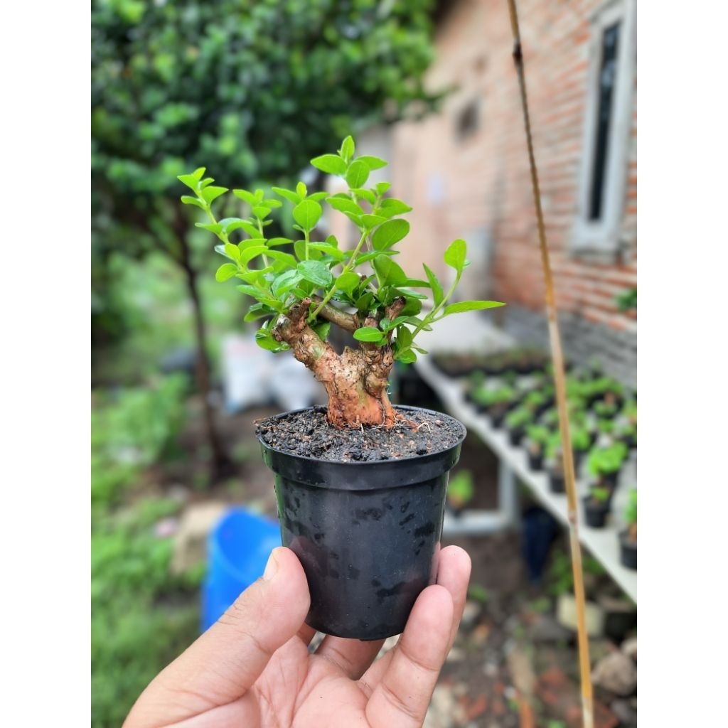 Bonsai Sancang Mini Mame Shito 10cm Pot Plastik.