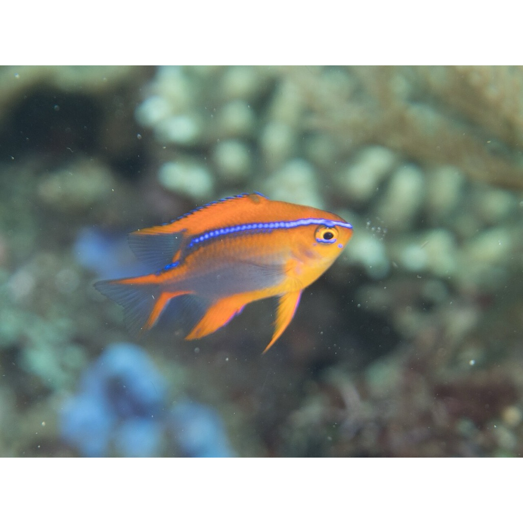 ikan betok manukan merah air laut